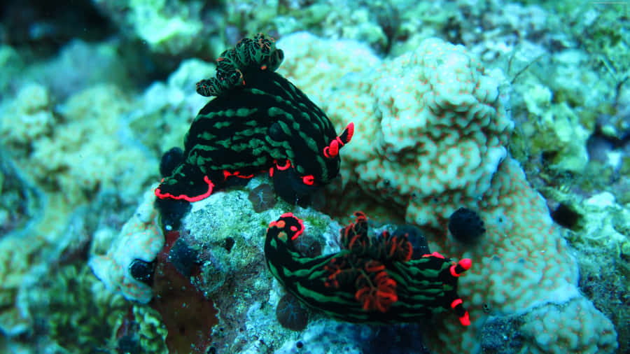 Majestic Underwater Beauty - The Vibrant Coral Reef In 4k Wallpaper