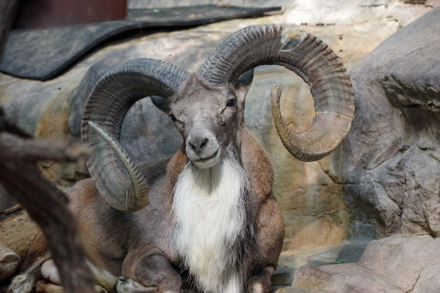 Majestic Urial Restingon Rocks.jpg Wallpaper