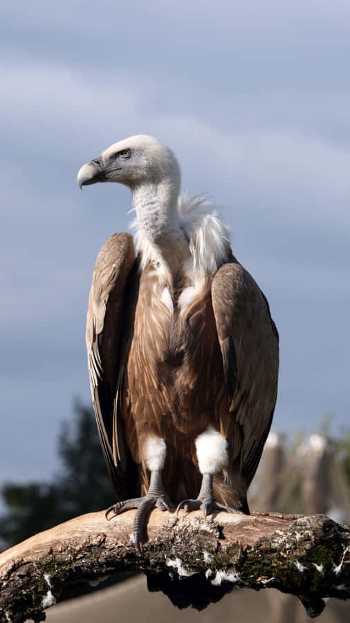 Majestic Vulture Perched Wallpaper