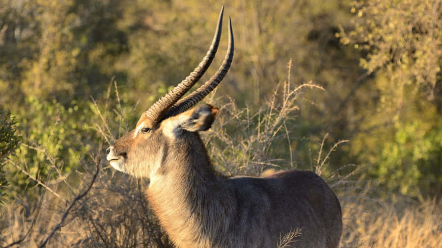 Majestic Waterbuckin Savannah Sunset Wallpaper