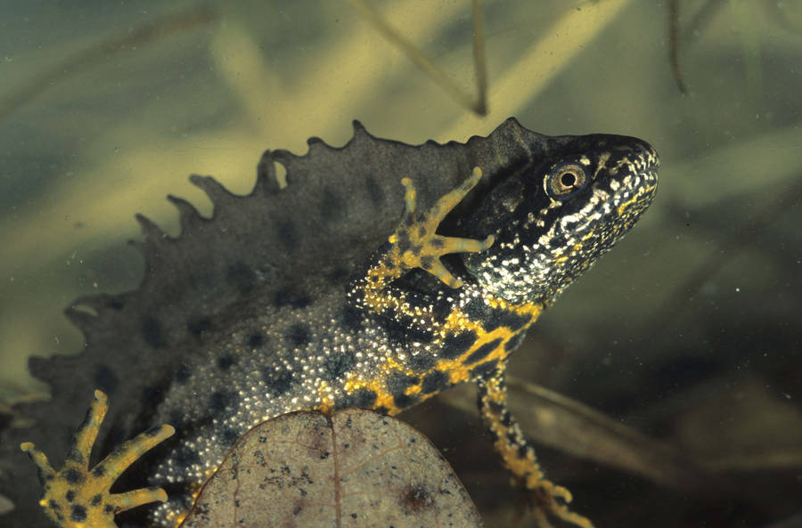 Majestic Waterfall In Wilderness Wallpaper