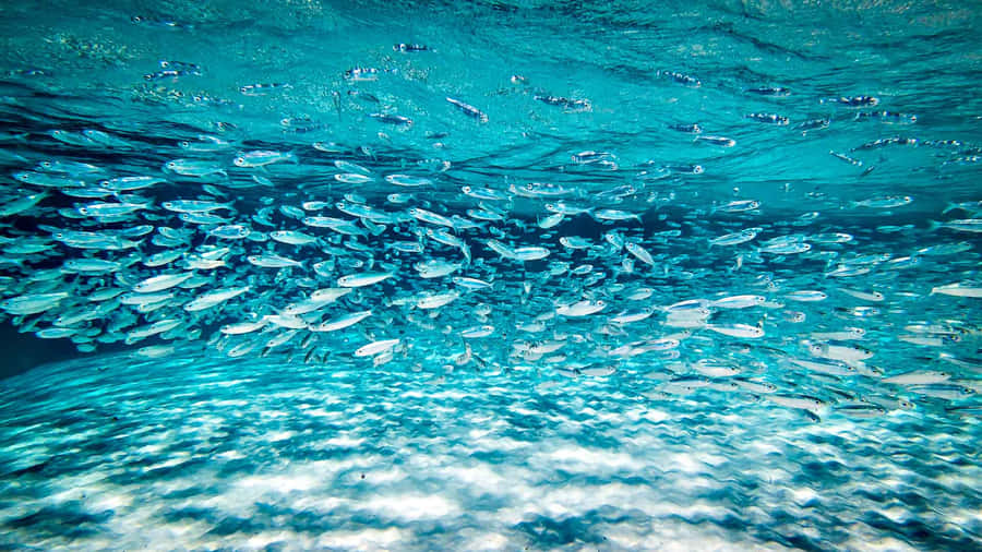 Majestic Waves Of The Open Ocean Wallpaper