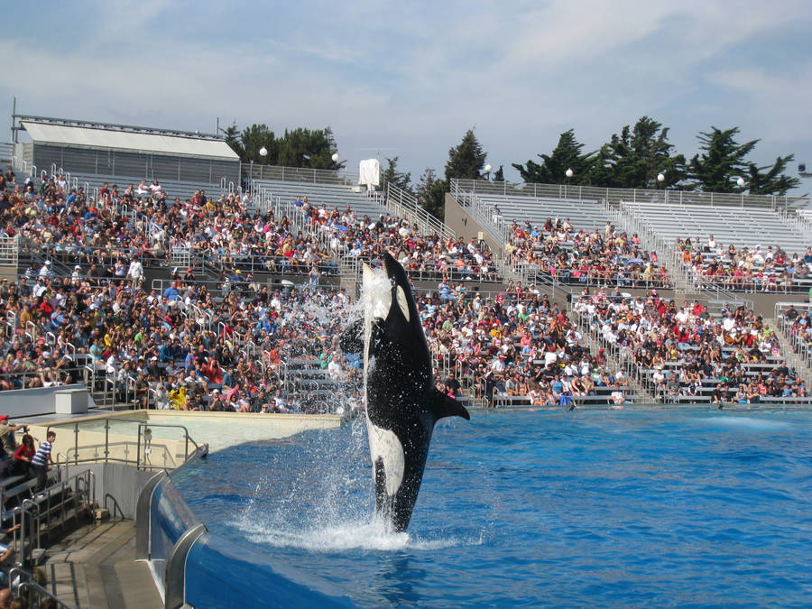 Majestic Whale Encounter Wallpaper