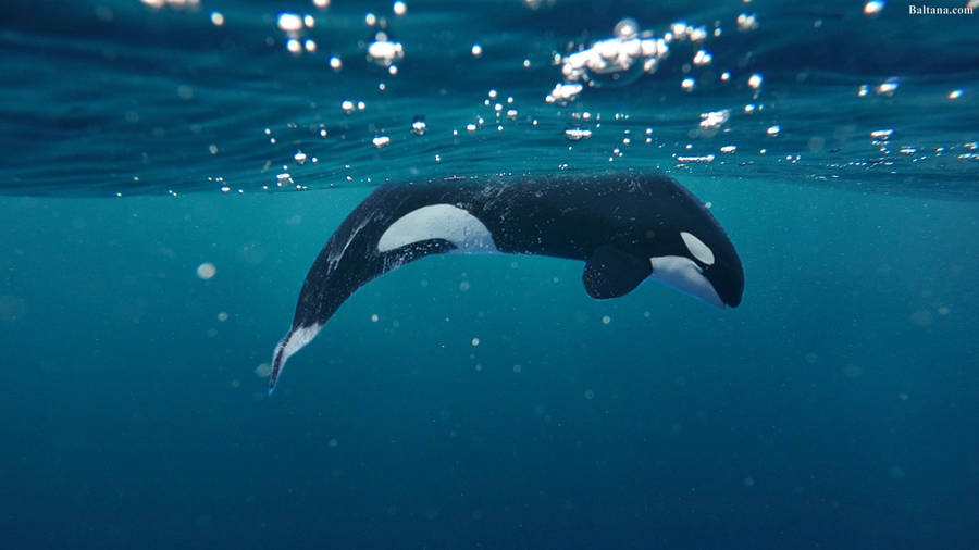 Majestic Whale In The Deep Blue Sea Wallpaper