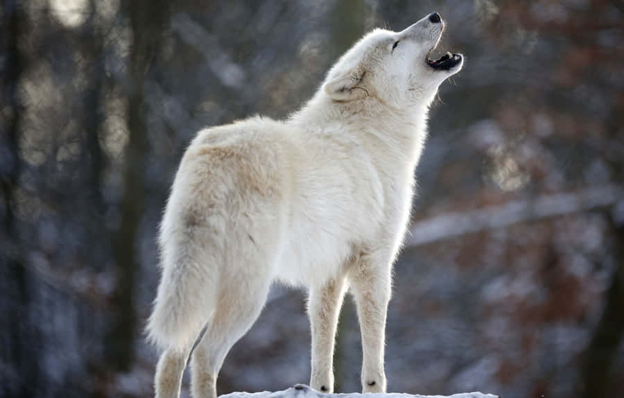 Majestic White Wolf In Snowy Forest Wallpaper