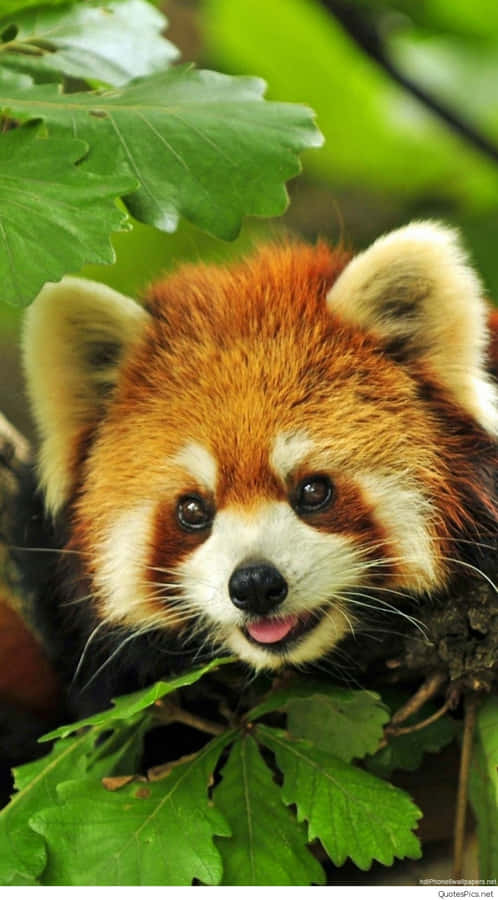 Majestic Wilderness Under The Overcast Sky Wallpaper