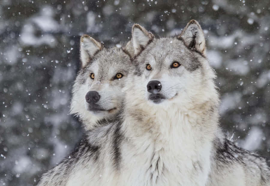 Majestic Winter Wolf Wallpaper