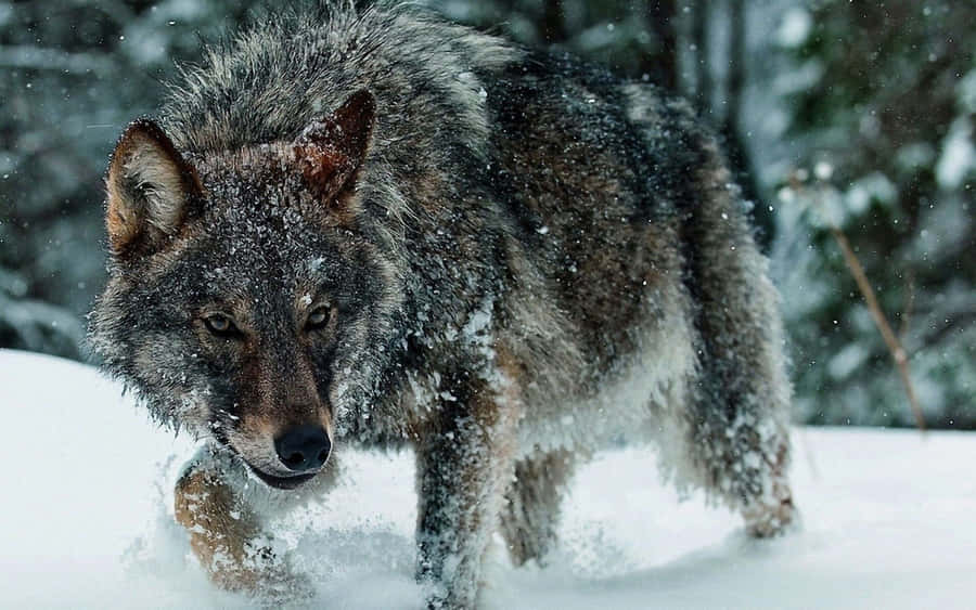 Majestic Wolf In A Snowy Landscape Wallpaper