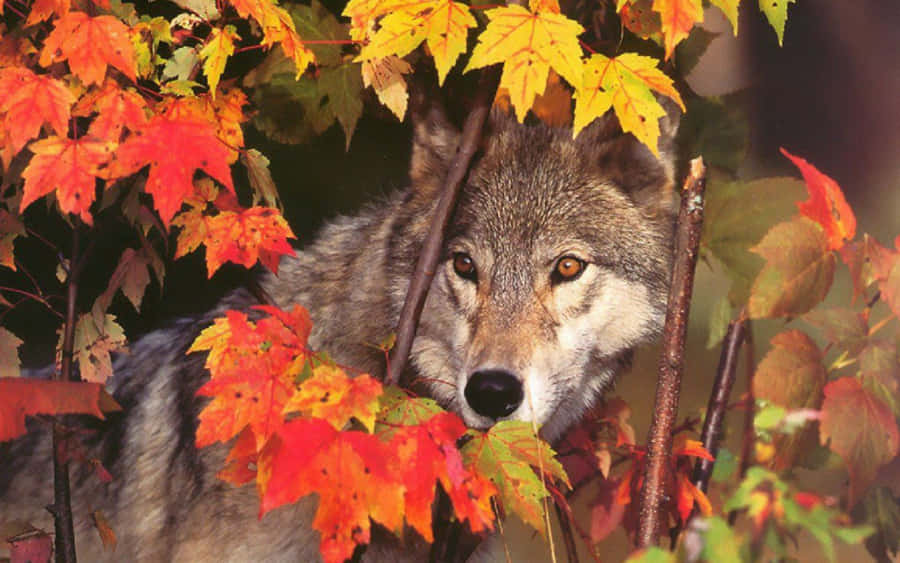 Majestic Wolf In Autumn Forest Wallpaper