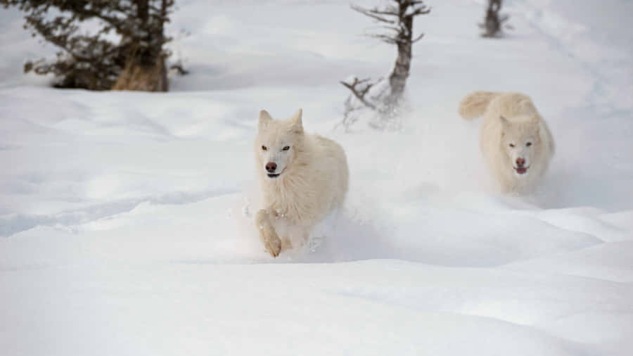 Majestic Wolf In Snowy Wilderness Wallpaper