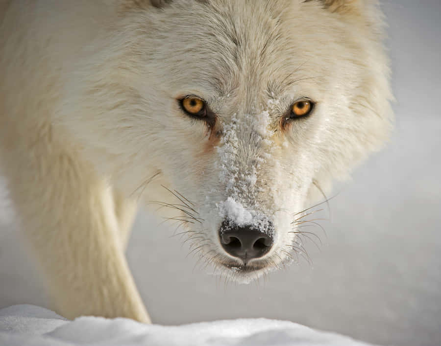 Majestic Wolf In Snowy Wilderness Wallpaper