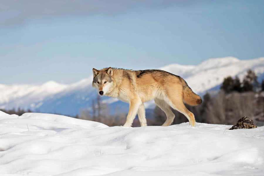Majestic Wolf In The Snowy Mountains Wallpaper