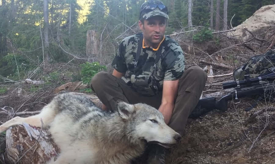 Majestic Wolf On A Snowy Hunt Wallpaper