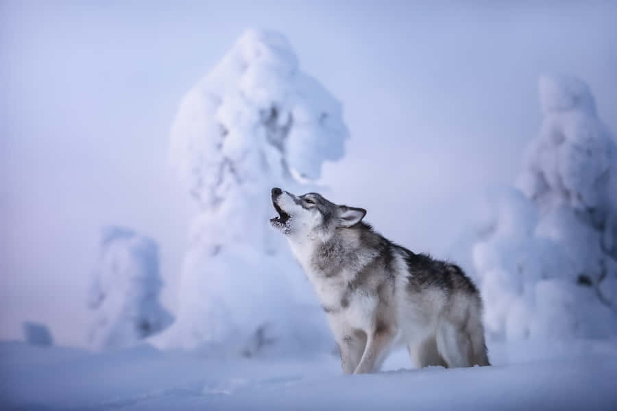Majestic Wolf Roaming Through A Snowy Landscape Wallpaper