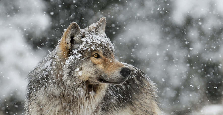 Majestic Wolf Roaming Through A Snowy Landscape Wallpaper