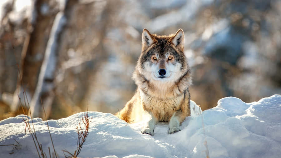 Majestic Wolf Standing In Snowy Wilderness Wallpaper