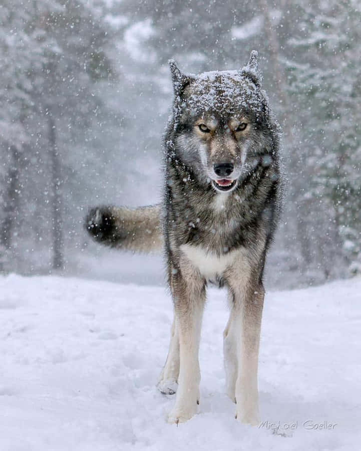 Majestic Wolf Surrounded By Snowfall Wallpaper