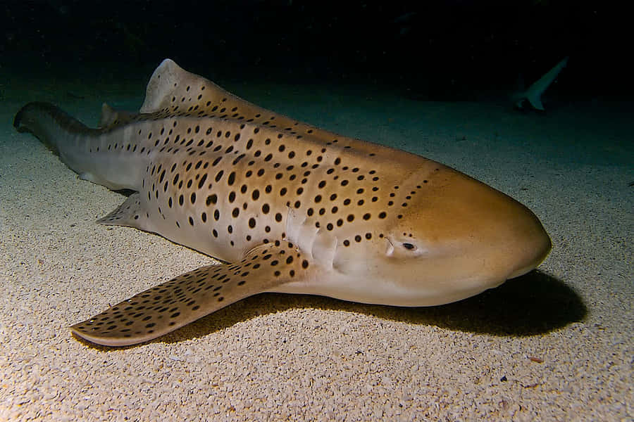 Majestic Zebra Shark Swims In The Ocean Depths Wallpaper