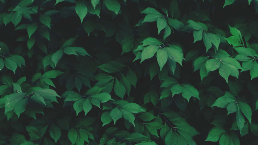 Make Your Desktop Stand Out With This Unique Green Aesthetic. Wallpaper