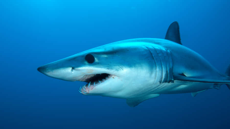Mako Shark Underwater Swimming.jpg Wallpaper