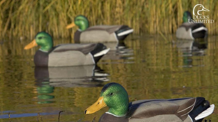 Mallard Ducks In Wetland Habitat Wallpaper