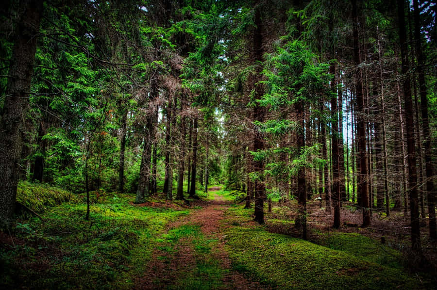 Man Standing In A Lush Green Forest, Appreciating Its Beauty And Advocating For Forest Conservation Wallpaper