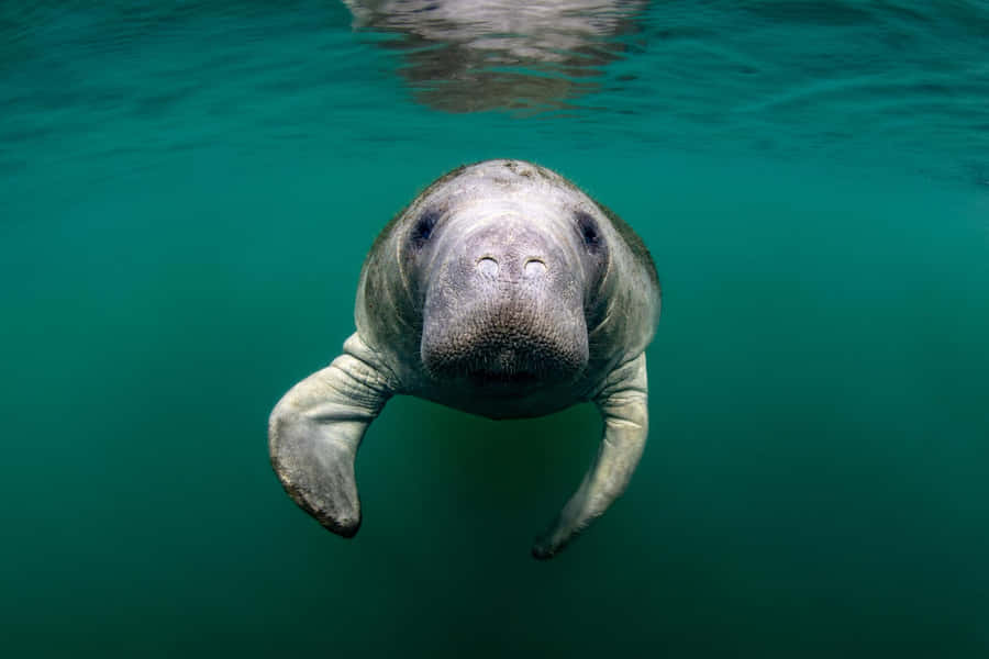 Manatee Swimming Crystal Clear Water.jpg Wallpaper