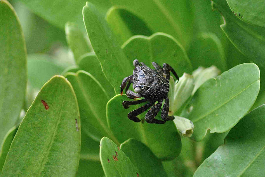Mangrove_ Crab_ Amidst_ Greenery.jpg Wallpaper