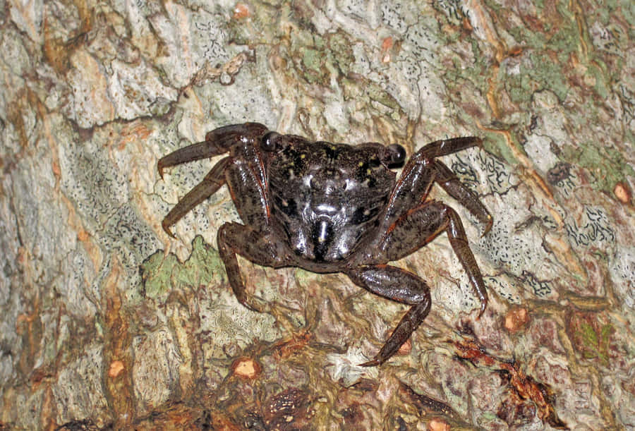 Mangrove Crab Camouflage Wallpaper