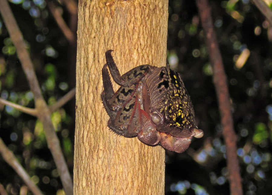 Mangrove_ Crab_ Climbing_ Tree.jpg Wallpaper