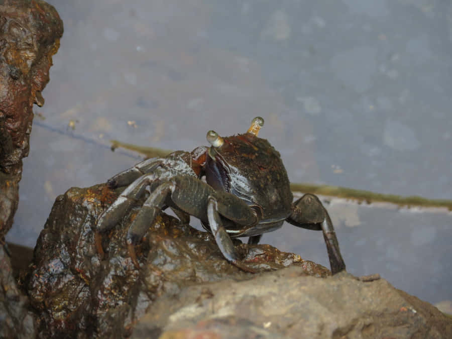 Mangrove Crab On Rock Wallpaper