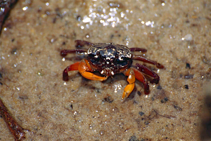 Mangrove Crabon Sand Wallpaper