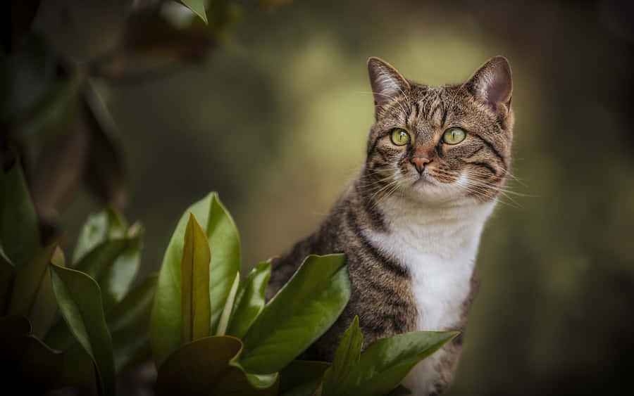 Manx Cat Lounging In The Sunshine Wallpaper
