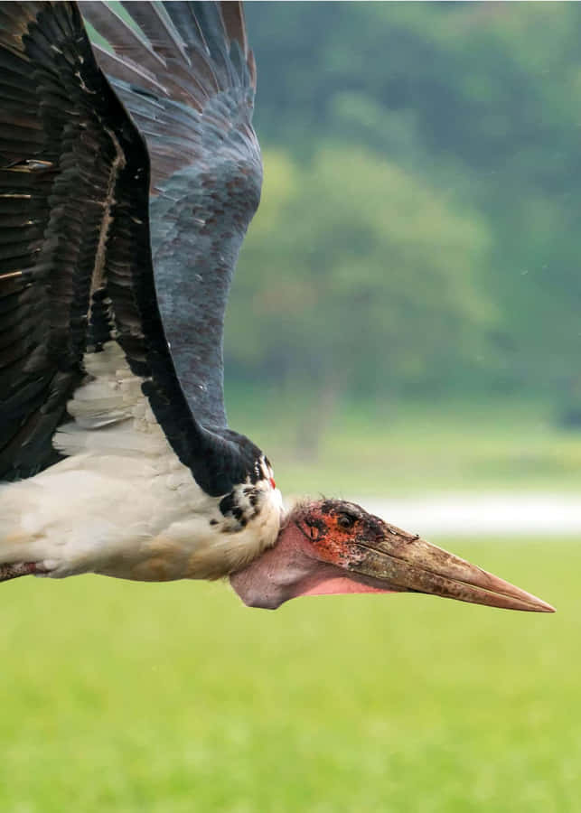 Marabou Stork In Flight Close Up Wallpaper
