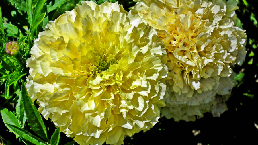 Marigold Flowers In Pair Wallpaper