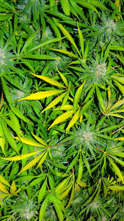 Marijuana Leaves Nature Wallpaper
