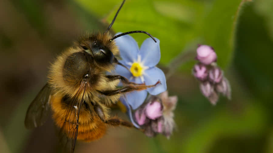 Mason Beeon Forget Me Not Flower Wallpaper