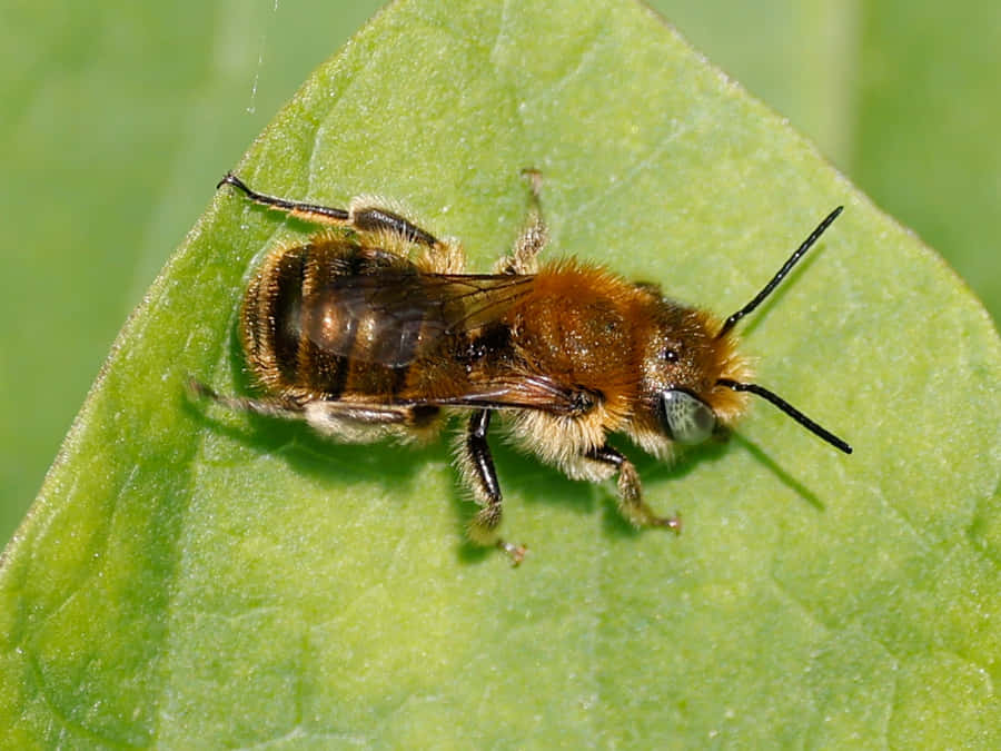 Mason Beeon Leaf Wallpaper