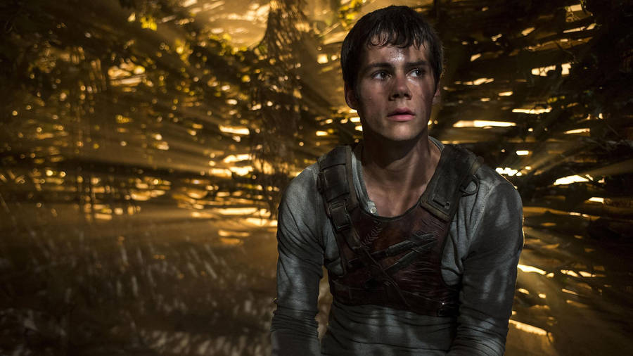 Maze Runner Hiding Thomas Wallpaper