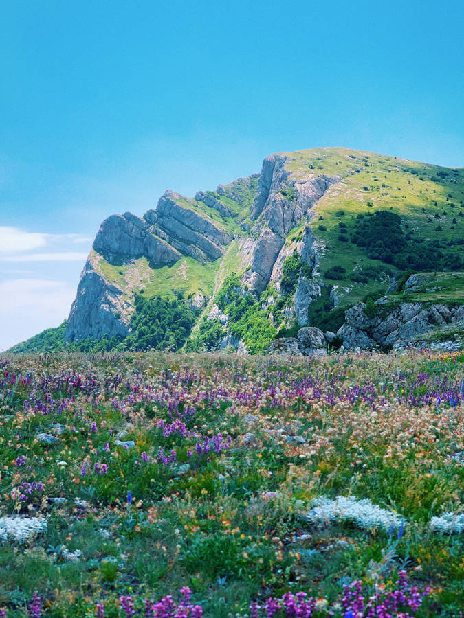 Meadow Beside Rocky Mountain Wallpaper