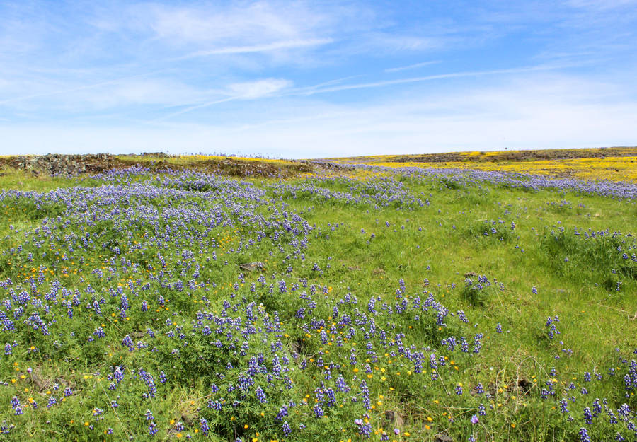 Meadow Of Viola Sororia Wallpaper