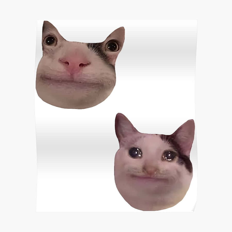 Meme Cat Funny Discord Pfp Wallpaper