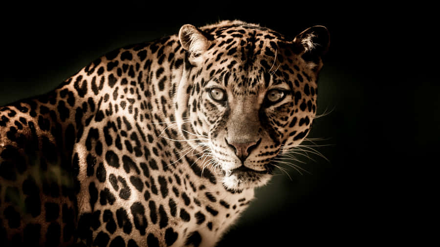 Menacing Jaguar Hd Wallpaper