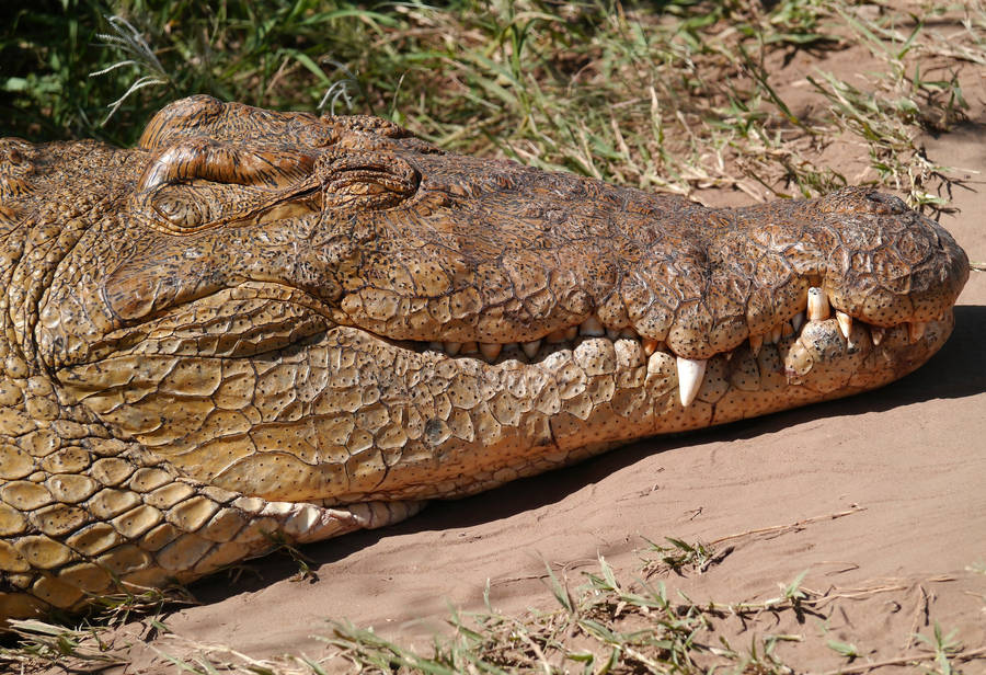 Mesmerizing Close-up Of A Smiling Brown Alligator Wallpaper