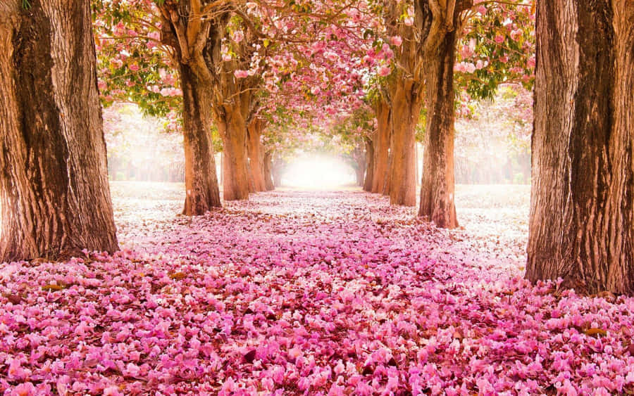 Mesmerizing Spring Trees In Blossom Wallpaper