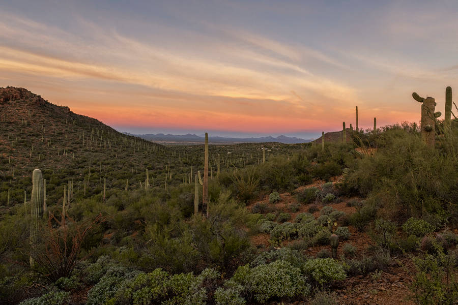 Mesmerizing Tucson Desert Wallpaper