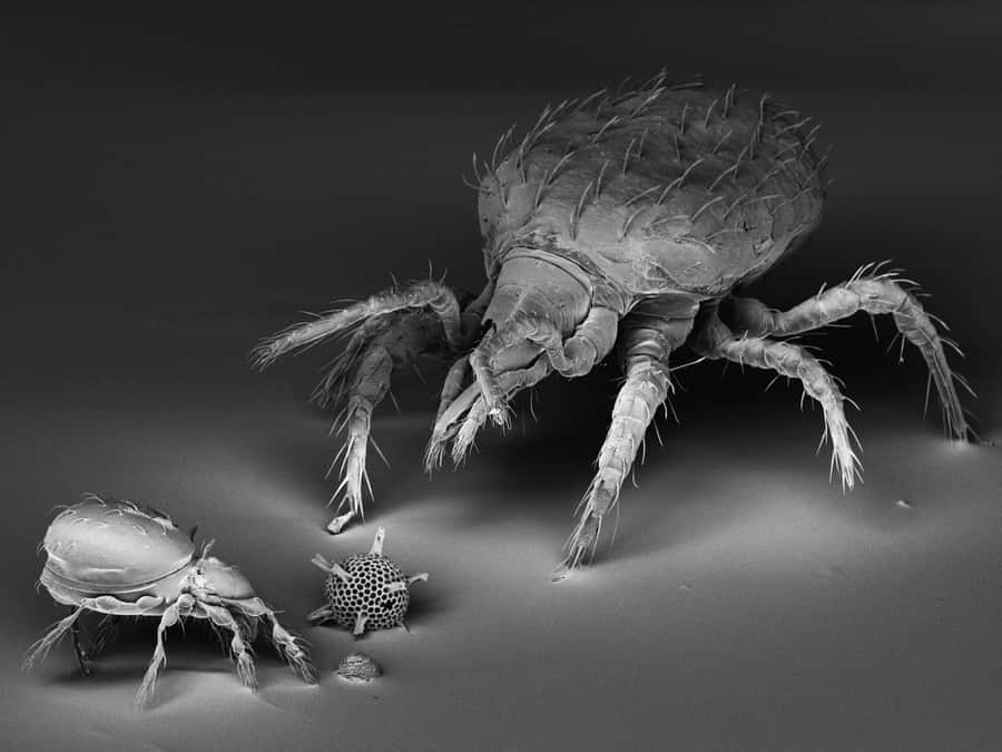 Microscopic Mites Blackand White Wallpaper