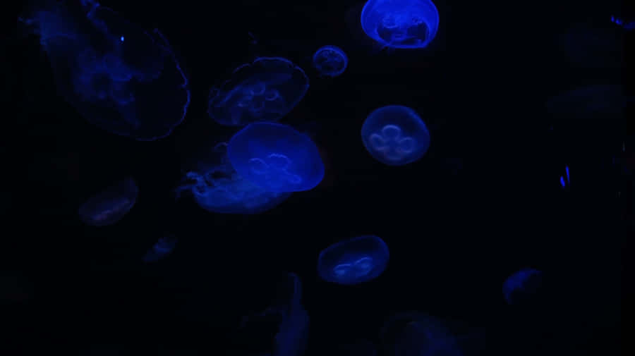 Midnight_ Blue_ Jellyfish_ Swim Wallpaper
