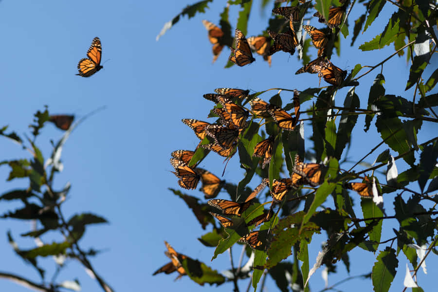 “migrating Butterflies In Flight” Wallpaper