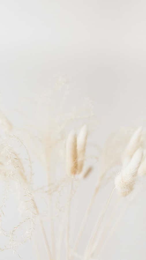 Minimalist Dried Flowers Backdrop Wallpaper